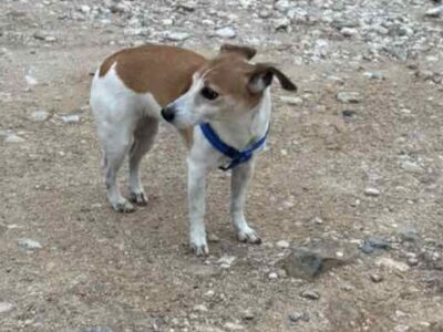 Χαθηκε jack Russell τη λενε bilou Σκύλος- Αργυρούπολη