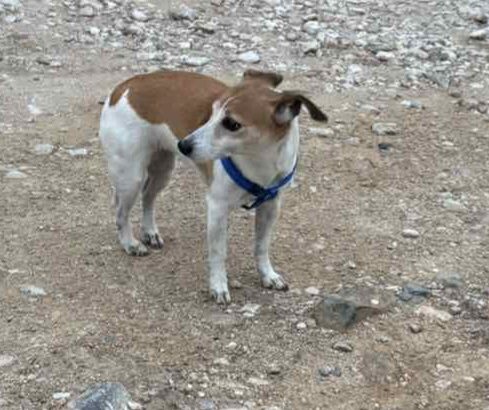 Χαθηκε jack Russell τη λενε bilou Σκύλος- Αργυρούπολη