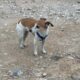 Χαθηκε jack Russell τη λενε bilou Σκύλος- Αργυρούπολη