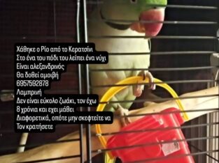 Παπαγάλος Κερατσίνι Πτηνό- Κερατσίνι
