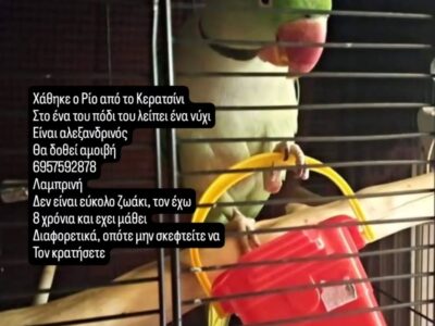 Παπαγάλος Κερατσίνι Πτηνό- Κερατσίνι