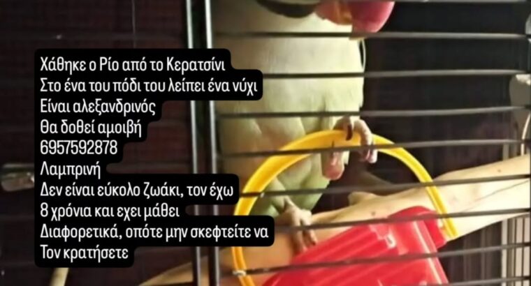 Παπαγάλος Κερατσίνι Πτηνό- Κερατσίνι