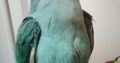 Χάθηκε Γαλάζιος Παπαγάλος Ringneck στις 18/01/2026. Στην περιοχή Μασταμπα οδός Ακαδημίας και Πετρακογιώργη γωνία. Έχει μαύρο δαχτυλίδι στο πόδι και ακούει στο Πτηνό- Μασταμπάς
