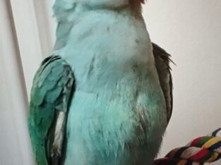 Χάθηκε Γαλάζιος Παπαγάλος Ringneck στις 18/01/2026. Στην περιοχή Μασταμπα οδός Ακαδημίας και Πετρακογιώργη γωνία. Έχει μαύρο δαχτυλίδι στο πόδι και ακούει στο Πτηνό- Μασταμπάς