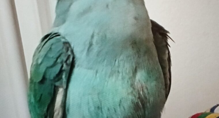 Χάθηκε Γαλάζιος Παπαγάλος Ringneck στις 18/01/2026. Στην περιοχή Μασταμπα οδός Ακαδημίας και Πετρακογιώργη γωνία. Έχει μαύρο δαχτυλίδι στο πόδι και ακούει στο Πτηνό- Μασταμπάς