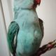 Χάθηκε Γαλάζιος Παπαγάλος Ringneck στις 18/01/2026. Στην περιοχή Μασταμπα οδός Ακαδημίας και Πετρακογιώργη γωνία. Έχει μαύρο δαχτυλίδι στο πόδι και ακούει στο Πτηνό- Μασταμπάς