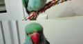 Χάθηκε Γαλάζιος Παπαγάλος Ringneck Γαλάζιο Χρώμα. Πτηνό- Μασταμπάς