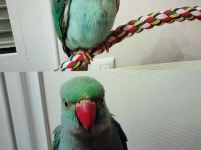 Χάθηκε Γαλάζιος Παπαγάλος Ringneck Γαλάζιο Χρώμα. Πτηνό- Μασταμπάς