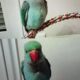 Χάθηκε Γαλάζιος Παπαγάλος Ringneck Γαλάζιο Χρώμα. Πτηνό- Μασταμπάς