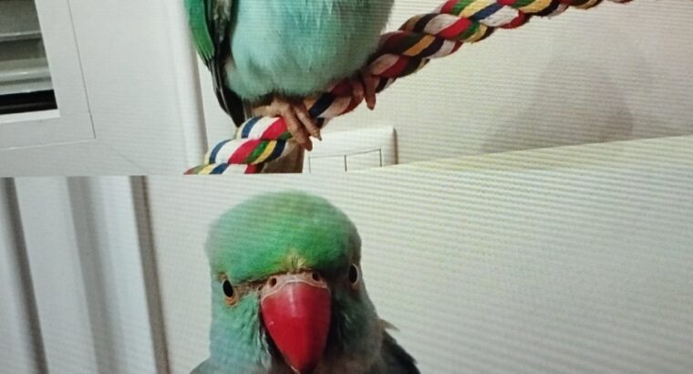Χάθηκε Γαλάζιος Παπαγάλος Ringneck στις 18/01/2026. Στην περιοχή Μασταμπα οδός Ακαδημίας και Πετρακογιώργη γωνία. Έχει μαύρο δαχτυλίδι στο πόδι και ακούει στο Πτηνό- Μασταμπάς