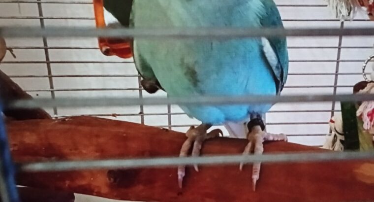 Χάθηκε Γαλάζιος Παπαγάλος Ringneck στις 18/01/2026. Στην περιοχή Μασταμπα οδός Ακαδημίας και Πετρακογιώργη γωνία. Έχει μαύρο δαχτυλίδι στο πόδι και ακούει στο Πτηνό- Μασταμπάς