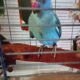 Χάθηκε Γαλάζιος Παπαγάλος Ringneck στις 18/01/2026. Στην περιοχή Μασταμπα οδός Ακαδημίας και Πετρακογιώργη γωνία. Έχει μαύρο δαχτυλίδι στο πόδι και ακούει στο Πτηνό- Μασταμπάς