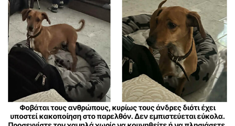 ΧΑΘΗΚΕ Ο ΕΡΜΗΣ Σκύλος- Λαγονήσι