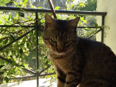 Χάθηκε ο γάτος μου, στο Κρυονέρι Δήμου Διονύσου Γάτα- Κρυονέρι Δήμος Διονύσου